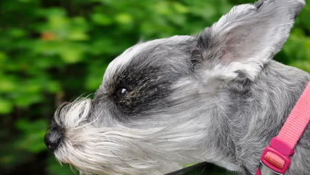 Apple Sails into the HeadWinds…